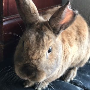 Meet your Posher, German